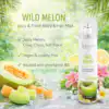 Wild melon infographic